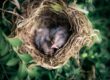 Birds in nest