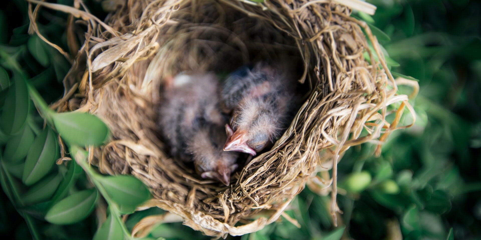 Birds in nest