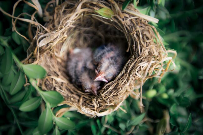 Birds in nest